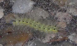 image of centipede