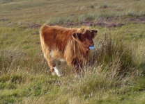 image of animal