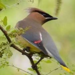 image of bird