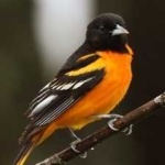 image of bird