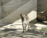 image of hyena