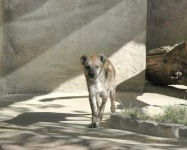 image of hyena #11