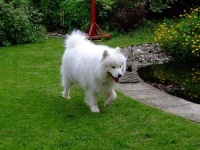 image of samoyed