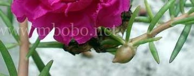 image of flower