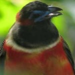 image of red_naped_trogon #16