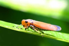 image of leafhopper #24