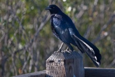 image of animal