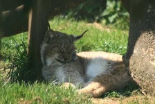 image of lynx