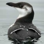 image of bird