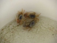 image of fiddler_crab