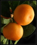 image of orange