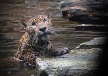 image of jaguar_car