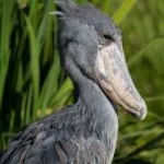 image of bird