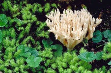 image of coral_fungus