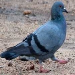 image of bird
