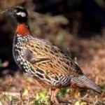 image of black_francolin #31