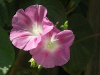 image of flower