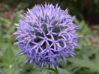 image of flower
