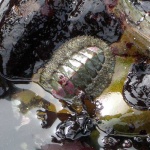 image of chiton