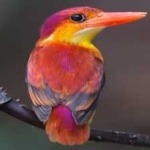 image of bird