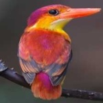 image of rufous_kingfisher #9