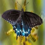 image of animal