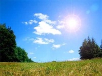 image of sunny
