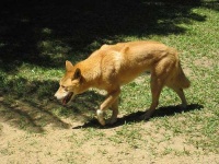 image of dingo