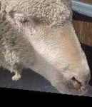 image of animal