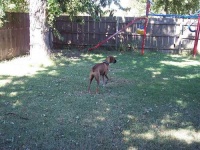 image of boxer