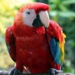 image of bird