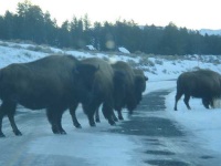 image of bison