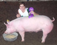 image of hog