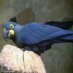 image of bird