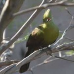 image of bird