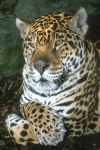 image of jaguar_car
