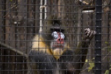 image of animal