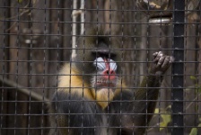 image of monkey #10