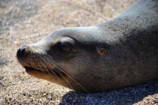 image of animal