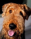 image of airedale