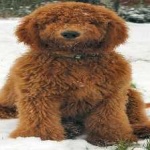 image of animal