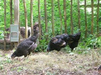 image of hen
