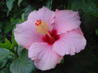image of flower