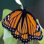 image of animal
