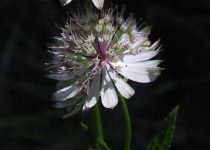 image of flower