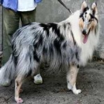 image of collie #30