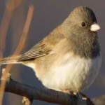 image of bird
