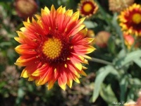 image of flower