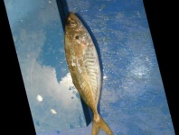 image of fish