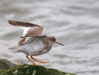 image of redshank